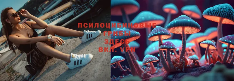 где купить   Людиново  Псилоцибиновые грибы Psilocybe 